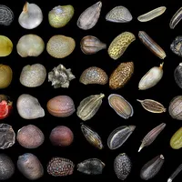 Seed