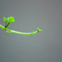Stem