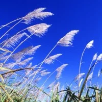 Sugarcane