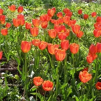 Tulip