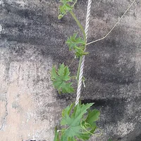 Vine