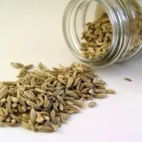 Fennel