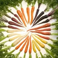 Carrot