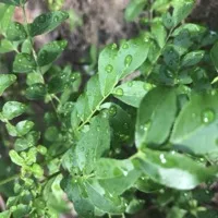 Curry Leaves