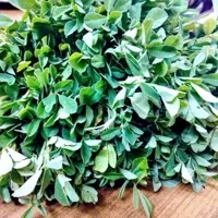 Fenugreek
