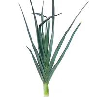 Leek