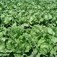 Lettuce