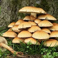 Mushroom
