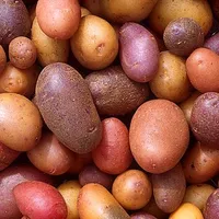Potato