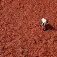 Red Chili