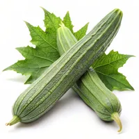 Sponge Gourd