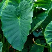 Taro