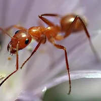 Ant