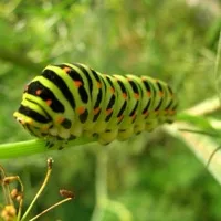 Caterpillar