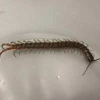 Centipede