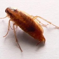 Cockroach