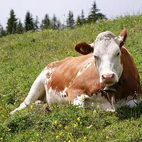 Cow