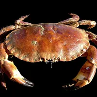 Crab