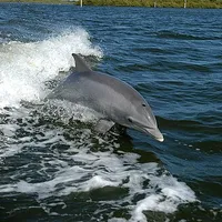 Dolphin