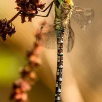 Dragonfly