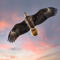 Eagle