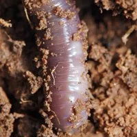 Earthworm