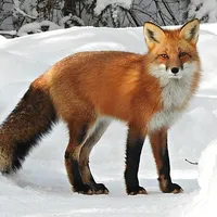 Fox