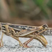 Grasshopper