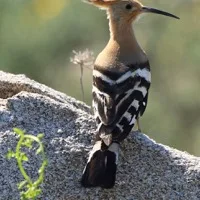 Hoopoe