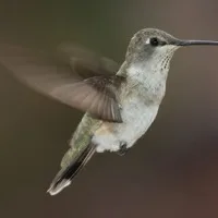 Hummingbird