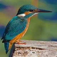 Kingfisher
