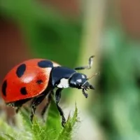 Ladybug