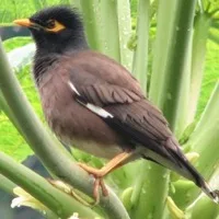 Mynah