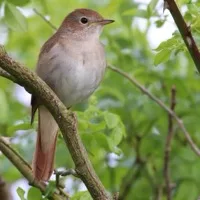 Nightingale