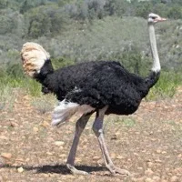Ostrich