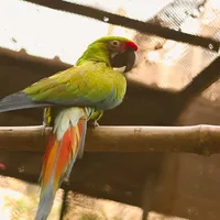 Parrot