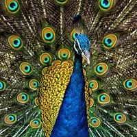 Peacock