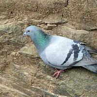 Pigeon