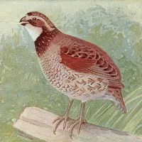 Quail