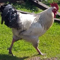 Rooster