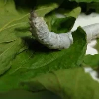 Silkworm