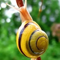 Snail