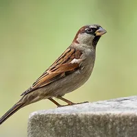 Sparrow