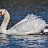 Swan