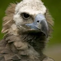 Vulture