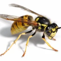Wasp