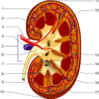Kidney