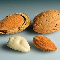 Almond