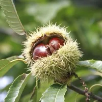 Chestnut