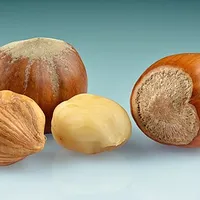 Hazelnut